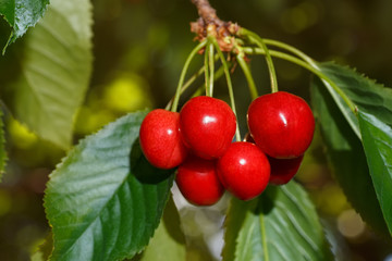 cluster of ripe cherries