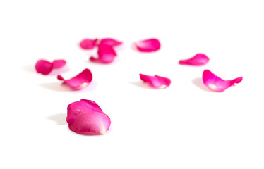 Pink rose petals isolated on white background for valentine's day or romantic event.(selective focus)