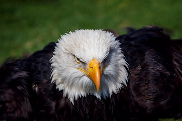 Weißkopfseeadler