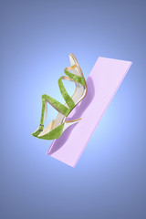Creative still life of an elegant green sandal