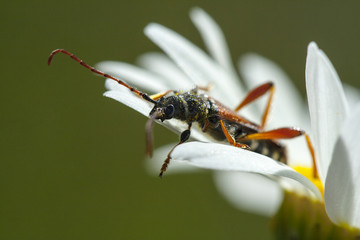Escarabajo sobre flor blanca