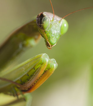 Mantis religiosa con ojo da&ntilde;ado