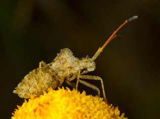 Escarabajo sobre flor