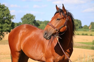 Obraz premium portrait eines Quarterhorses