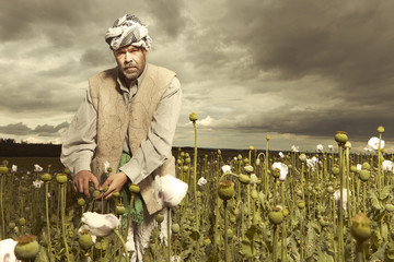 Middle East man harvesting opium on poppy field - obrazy, fototapety, plakaty
