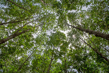 mangrove forest