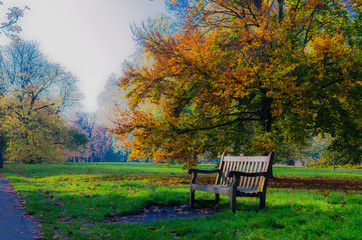 A wooden bench at Hyde Park in autumn, London