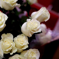 closeup of white roses bouquet, square format