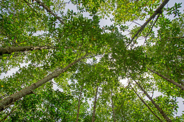 mangrove forest