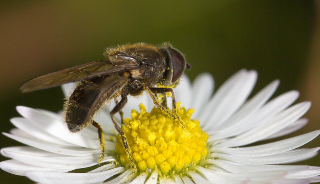 Abeja recogiendo polen