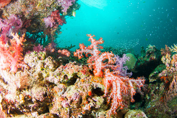 Naklejka na ściany i meble Wonderful and beautiful underwater world with corals and fish