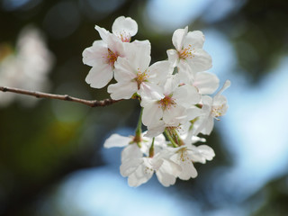 White bloom