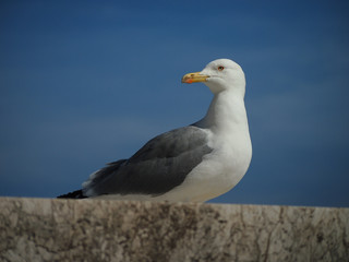 Bird portrait