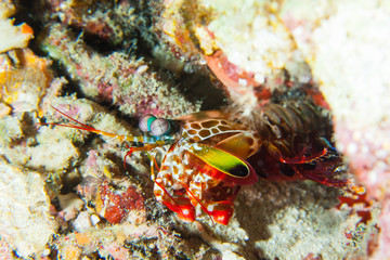 Naklejka na ściany i meble Wonderful and beautiful underwater world of Mantis shrimps, or stomatopods, are marine crustaceans