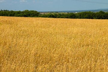 Field of ripe golden wheat
