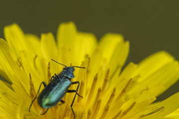 Escarabajo en flor amarilla