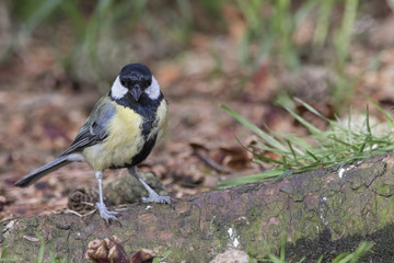 Fototapeta premium Great tit