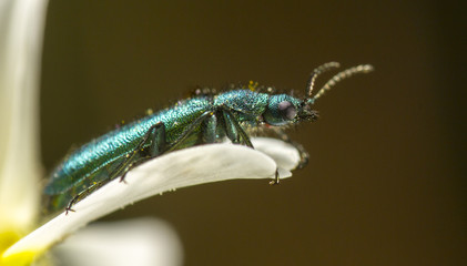 Escarabajo