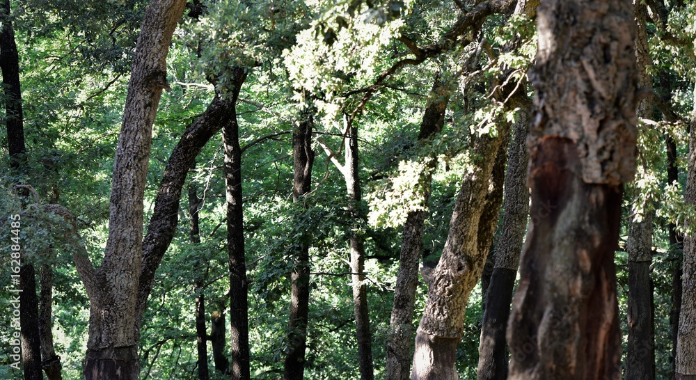 1000_F_162884485_JOzvLAUSnqkuDO6PygfL9ZJiSYg90qlA.jpg