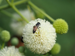 bee and Leucaena flower in a garden