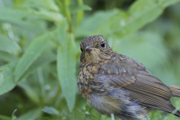 Fototapeta premium Dunnock