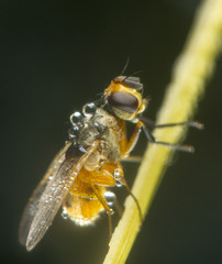 Mosca recubierta de rocío