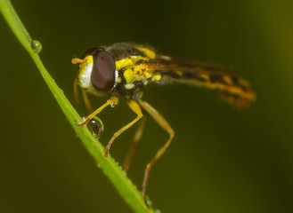 Mosca cernidora con gota de agua