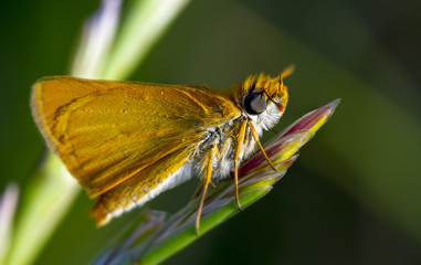 Peque&ntilde;a polilla