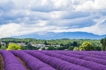 Naklejka na ściany i meble Paysage de Provence en été. Champ de lavande, le Mont Ventoux en arrère plan.