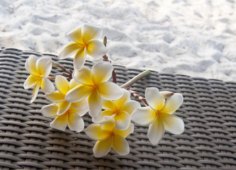 Plumeria flowers in the garden Font, photo.