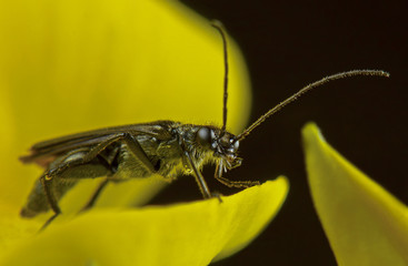 Escarabajo sobre pétalo amarillo