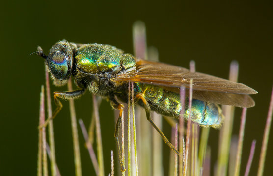 Mosca empalada en pinchos