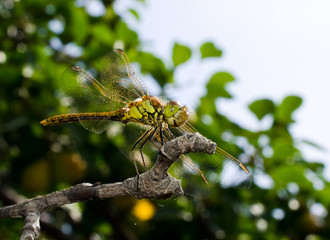 Dragonfly on a branch