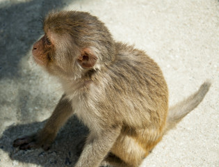A monkey sitting on the ground. Small and sweet.