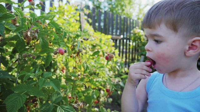 A small boy 2 years old rips and eats raspberries in the garden