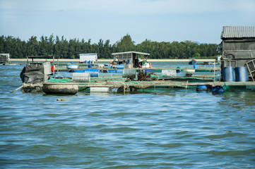 Fototapeta na wymiar Marine fish farm in Vietnam. Floating houses.