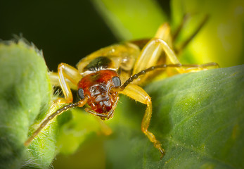 dermáptera