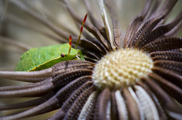 Chinche en diente de león