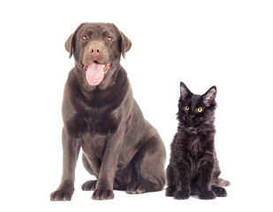 Dog and cat
