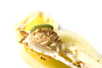 Green caterpillar eats pepper on white background