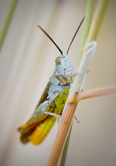 Saltamontes posando 