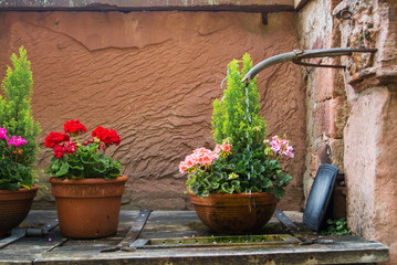 Water pouring out of the hose in the courtyard of the old house and pots with pink and rose flowers standing over the stone pavement, Heidelberg, Germany.
