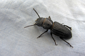 Beetle on white background, fabric. Scarabaeoidea is a superfamily of beetles, Scarabaeiformia. 