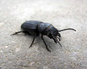 Beetle close-up. Scarabaeoidea is a superfamily of beetles, Scarabaeiformia. 