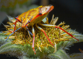 Escarabajo colorido