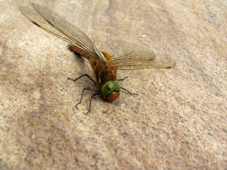 Dragonfly on stone, close up