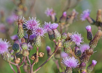 Acker-Kratzdistel, Cirsium arvense