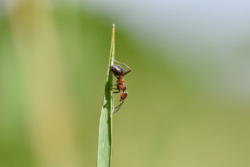 big forest ant on the grass