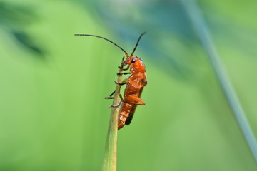 macro red bug on the grass