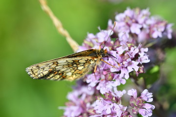 macro detail butterfly on the flower